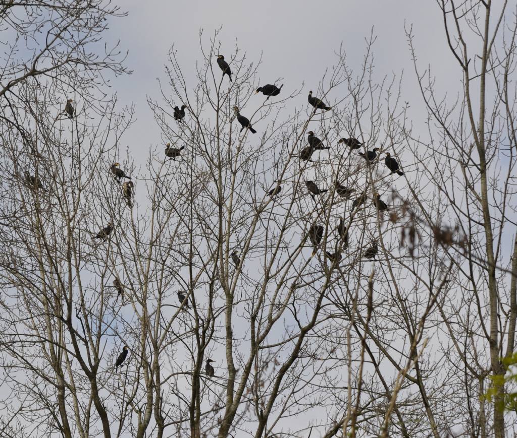 L'' albero dei cormorani